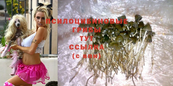прущие грибы Армянск