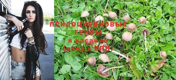 прущие грибы Армянск